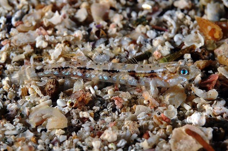 Gobidi di sabbia dell''Asinara